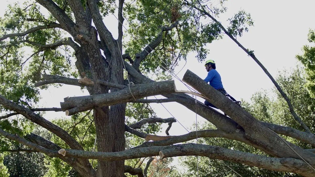 Professional Crown Thinning performed by certified arborists in Pittsville